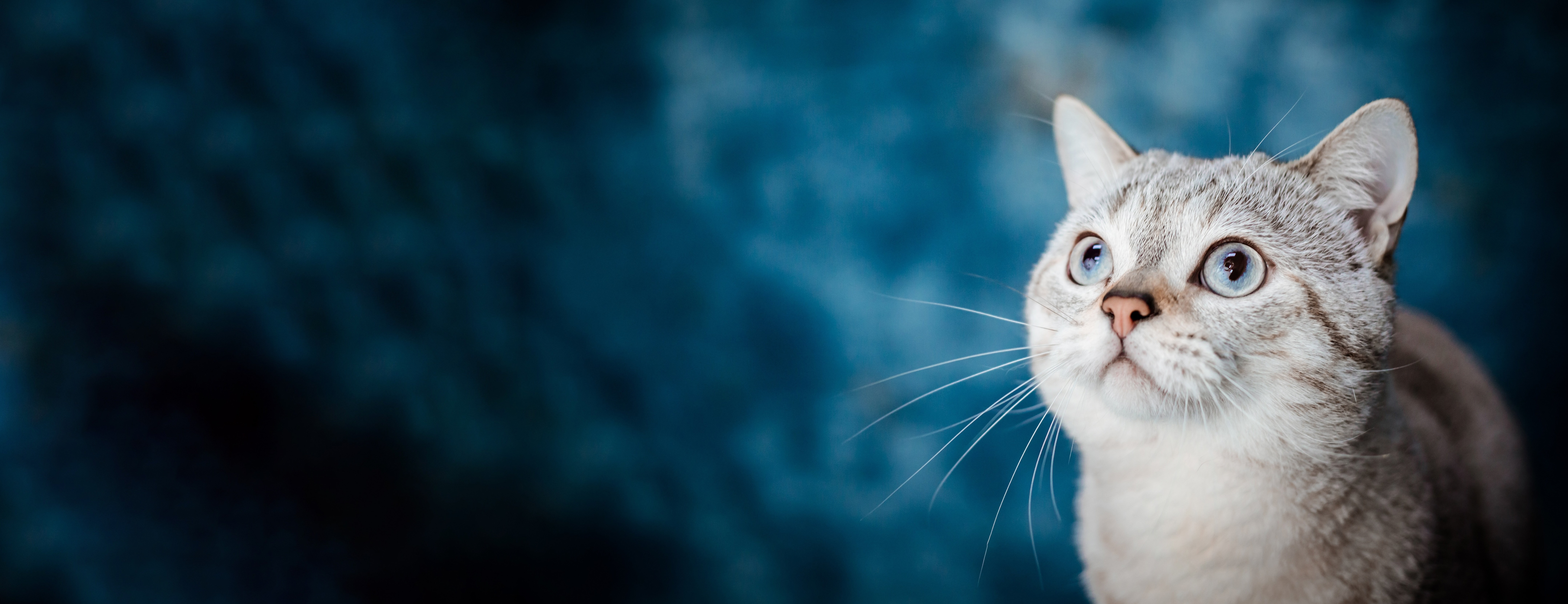 Course Image Dip Apr 26 - Jul 28 Term 1 - Tuesdays