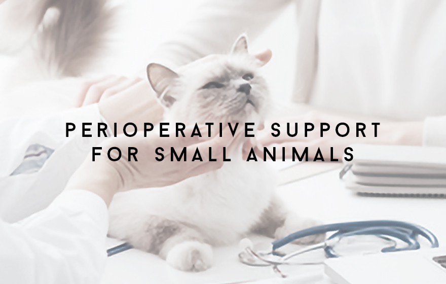 Course Image Unit 314/VN14 Principles of perioperative vet nursing support for small animals