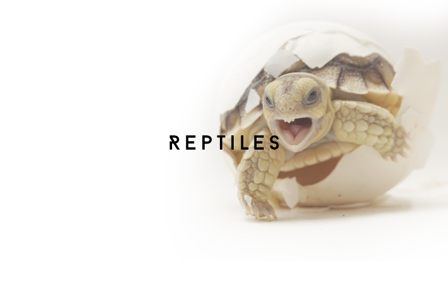 Course Image Reptiles 18 Videos