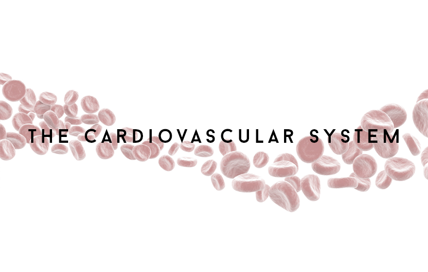 Course Image The Cardiovascular system