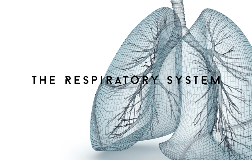 Course Image The Respiratory system