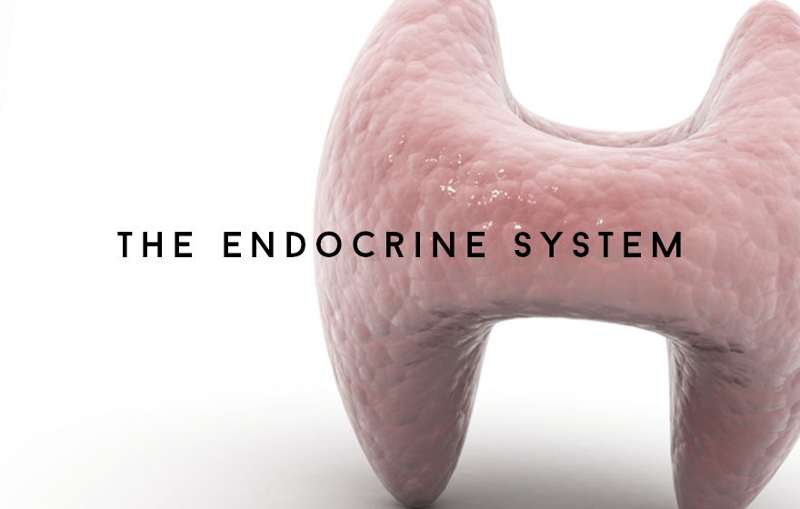 Course Image The Endocrine system