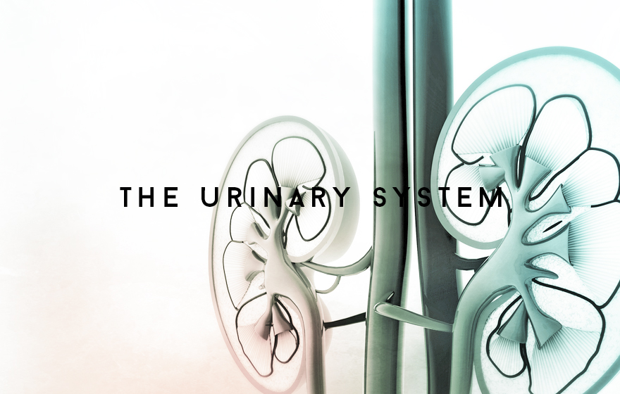 Course Image The Urinary system