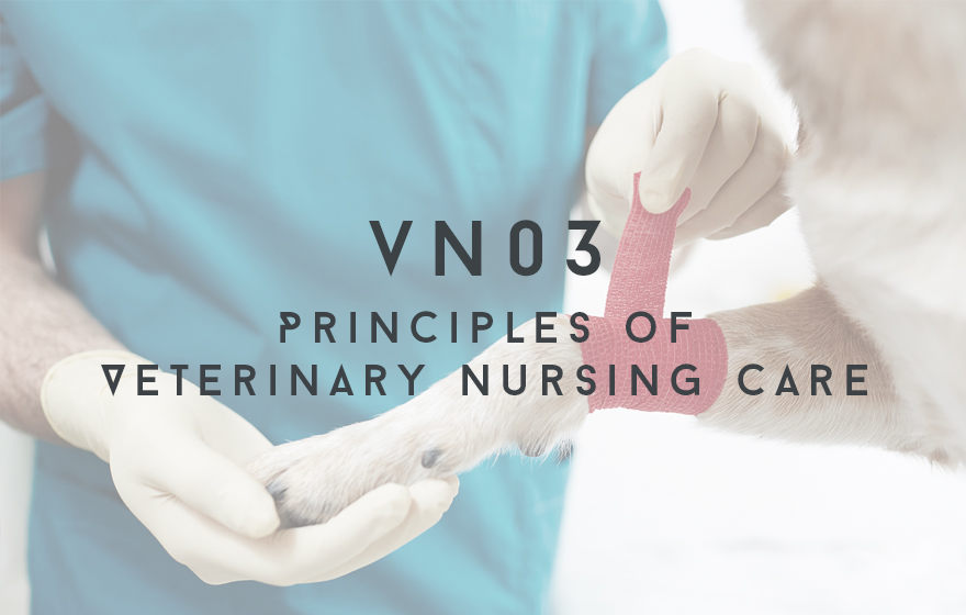 Course Image VN03 Principles of Veterinary Nursing Care